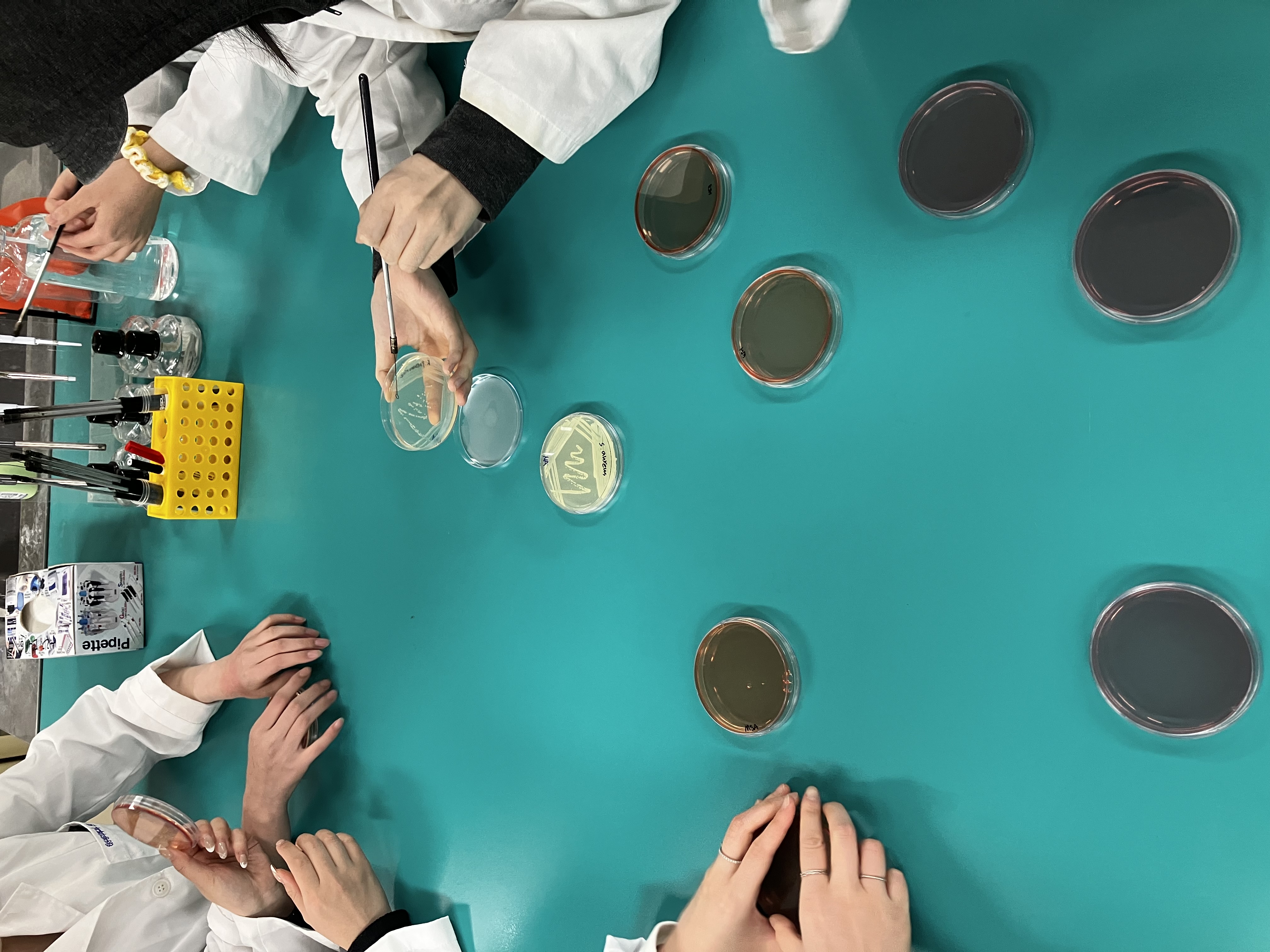 spreader로 균 희석 배양